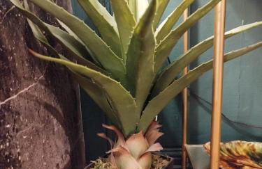 Nancy Vieille Ville Stanislas - Foto 27