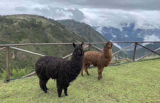 Alpaca Lodge - Foto 15