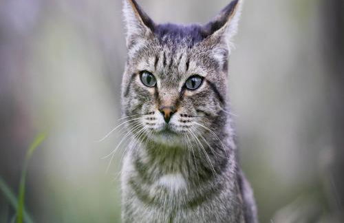 Holiday Home Saint-Laurent Pool Retreat - Foto 39