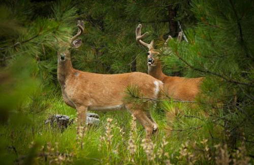 The Ranch Hand Cabin at The Hohnstead - Foto 26