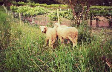 Casas do Prazo - Turismo Rural - Photo 19