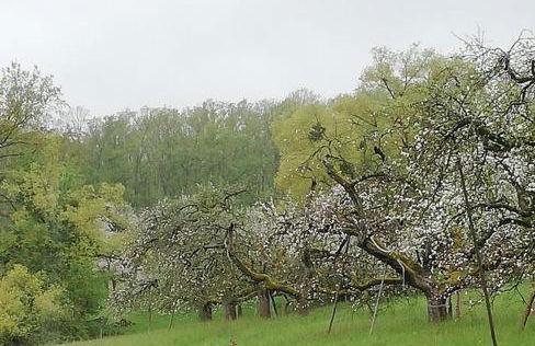 Himmelthal Apartment - Foto 13