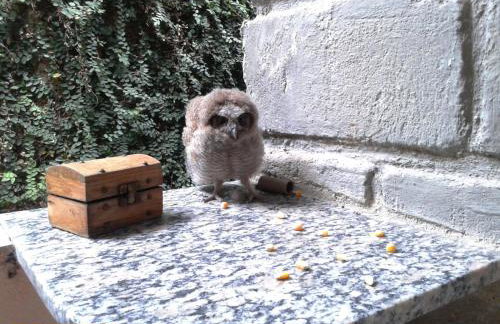 Quitinetes Rusticas Junto a Natureza - Bruxas e Bruxos - Foto 38