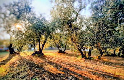 Villa Oliviana - Foto 16