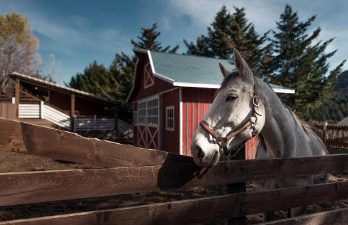 Vasilikia Mountain Farm & Retreat - Foto 70