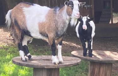 Weather Hill Cottage, Hebden Bridge - Foto 19