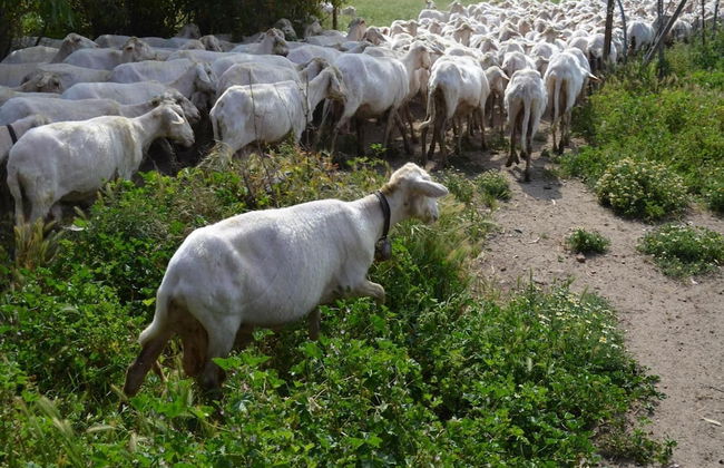 Agriturismo Agrifoglio - Foto 48