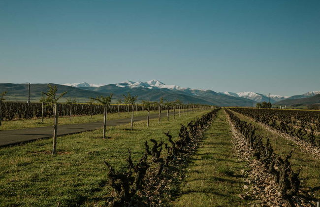 Visita ao vinhedo da Finca La Emperatriz - Foto 3