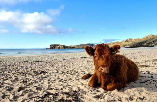 Cosy 2-bed House in Kinlochbervie - Foto 19