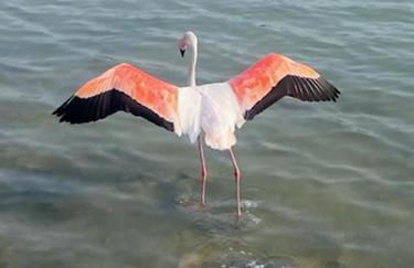 Apartment Del Mar La Mata 130M from Beach - Foto 13