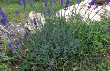 Il Nido del Falco nelle Antiche Mura - Foto 34