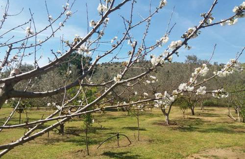 Ktima Anastasia - Foto 44