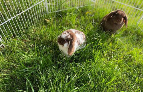 Ferienwohnung Cäcilie - Foto 9