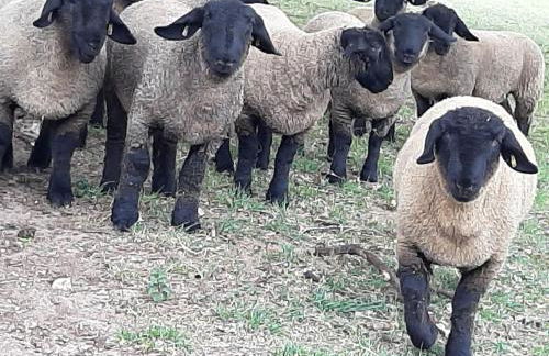 Bishy Barnabees country lodge with hot tub - Foto 18