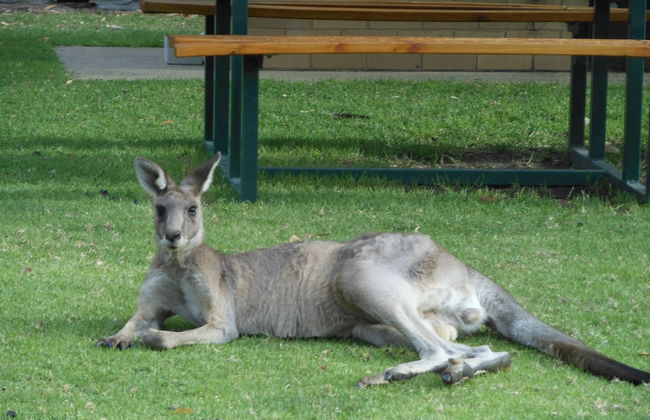 Grampians View Cottages and Units - Photo 46
