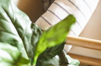 Sequoia Glen - Foto 53