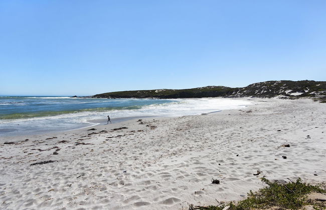 Sand Plover 85 - Foto 40