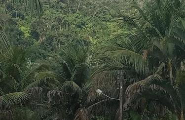 Rancho Refugio Verde AL - Foto 58