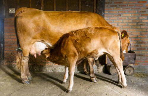 Boqueirão Hotel Fazenda - Foto 17