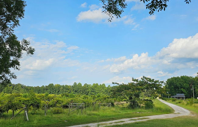 Phoenix Farms Vineyard - Foto 26