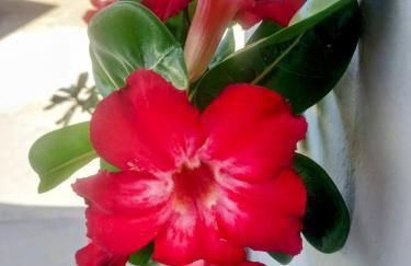 Espaço Itacoatiara - Foto 23