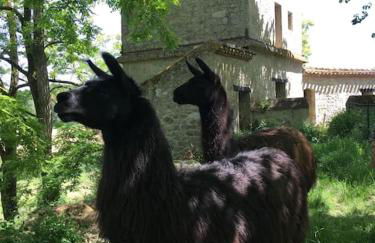 Grande maison en pierre de taille avec piscine, sauna et jacuzzi - Foto 14
