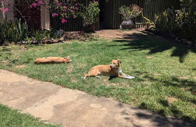 Blackall Caravan Park - Foto 31