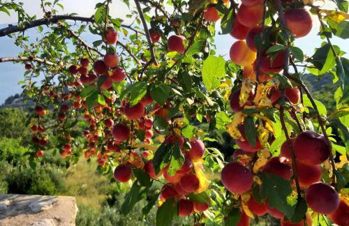 Villa Marija Podgora - Photo 7