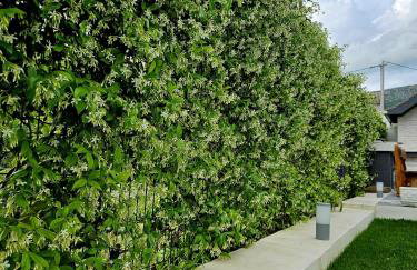 Perla No1 - Photo 34