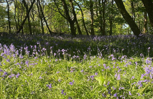 Elm - Bell Tent 2-4 Person Anglesey, North Wales - Photo 14