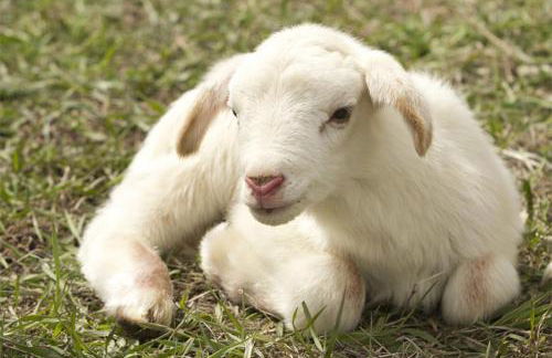 Ferienparadies Fuchsloch - Foto 10