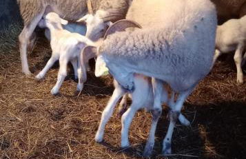 Maurizio nel Borgo Medievale - Foto 30