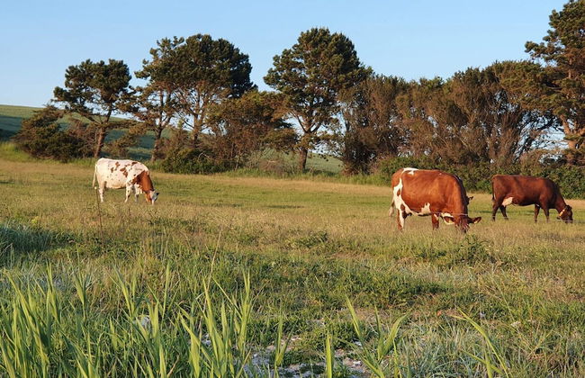 4 Person Holiday Home in Holbaek - Photo 17