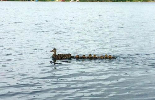 Lakefront Cottage Rental with Game Room near Ruth Lake, Minnesota - Photo 31