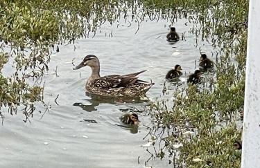 New! Houseboat Nautigal - Photo 9