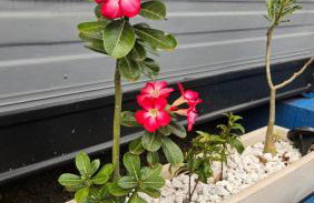 Casa Container Luxo Exclusive - Photo 7