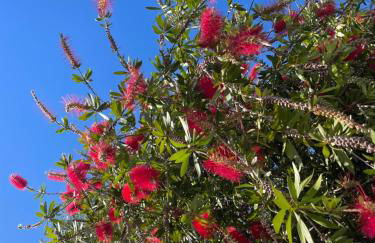 Buena Vista Apartment, 3 bedrooms - Foto 53