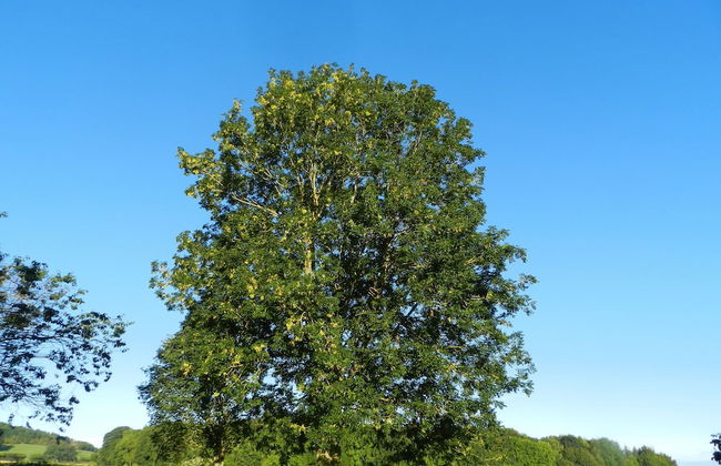 Cosy 5m Bell Tent Glamping in Rural Herefordshire - Foto 19