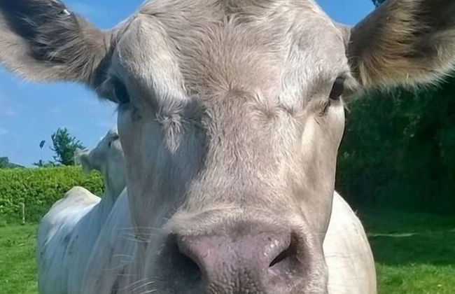 Battens Farm Cottages - B&B and Self-catering Accommodation - Foto 14