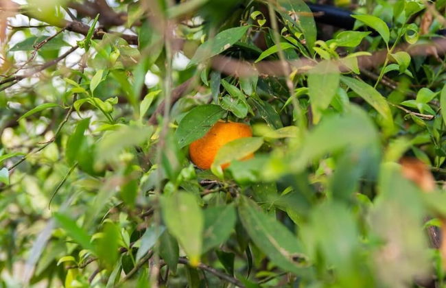 Agriturismo Sant'Andrea - Foto 54