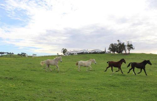 Herdade da Boavista - Foto 48