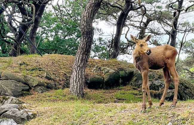 4 Person Holiday Home in Bengtsfors-by Traum - Photo 7