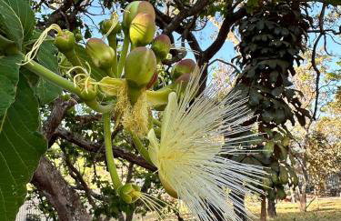 Jardim dos Sentidos no Lago Sul - Foto 53