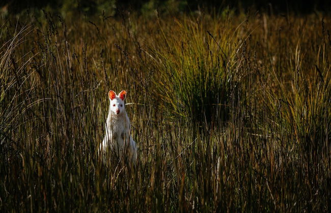 Adventure Bay Retreat - Foto 27