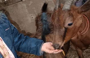 GÎTE "LES GRANGES D'ANTAN" - La FORGE - - Photo 37