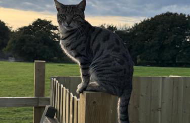 The Annexe at Kirtonia - Foto 19