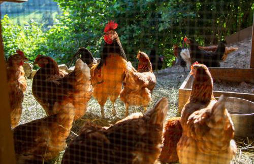 Haidgerberhof - apartments & homemade food - Foto 69