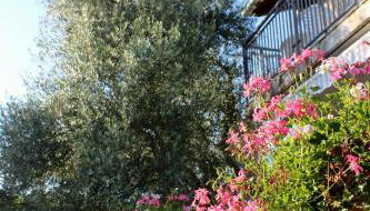 Turković Apartments - Foto 1, Garden view