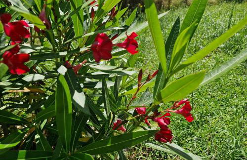 Villa DE Luna Istra,whirlpool - Foto 24