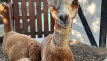 Apartamenty Góra - Foto 4